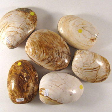 ECONOMY Fossilized Bivalve / Clam, 1 (one) piece, Madagascar - STK0013