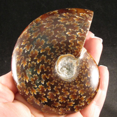 Ammonite Pair from Enter the Earth