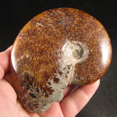 Ammonite Pair from Enter the Earth