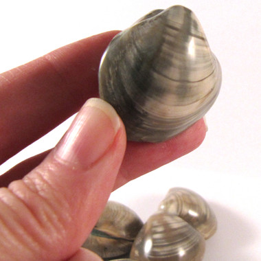 Small Fossil Clam BIVALVE - 1 (one) piece - Madagascar - Enter the
