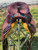 16" Circle S Barrel Style Saddle with Turquoise Buckstitch Trim
