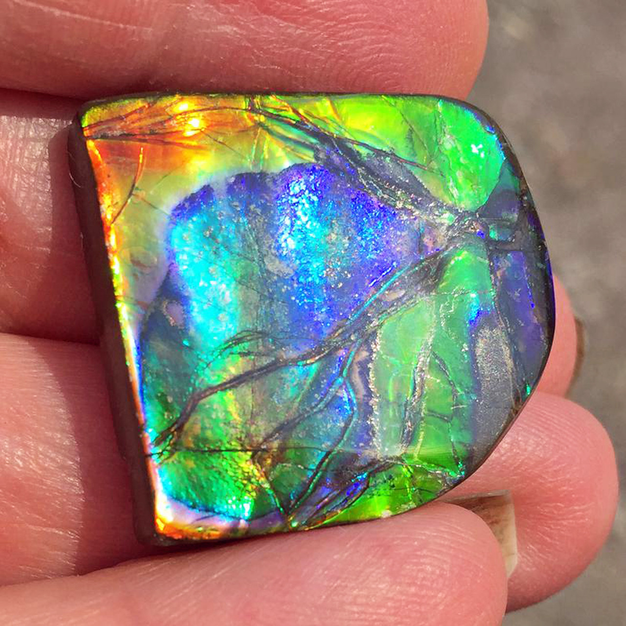 Ammolite Large Polished Hand Specimen 14LHPLS