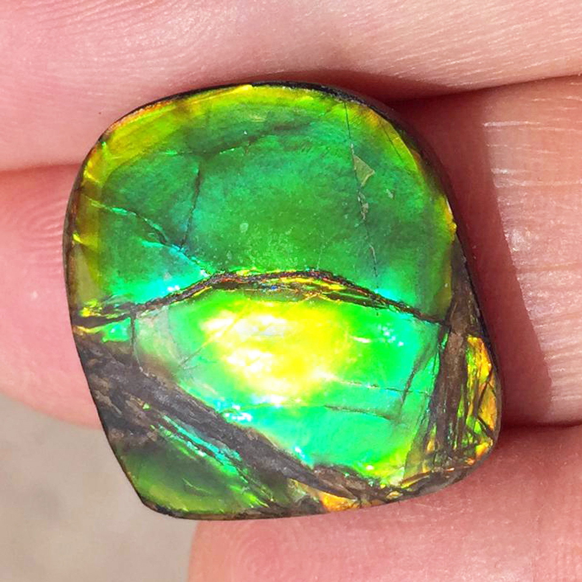 Ammolite Natural Polished Loose Stone Freeform 36HPLS