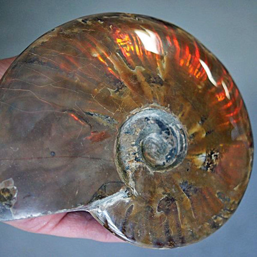 Large Polished Iridescent Ammonite Fossil from Madagascar LPAFM