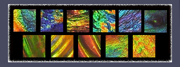 ammolite-panes-ii.jpg