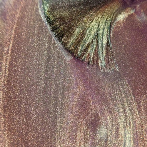 Sunkissed Magnetic