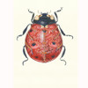 Ladybird Card