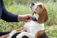 Image of Beagle with Black GPS Tracker