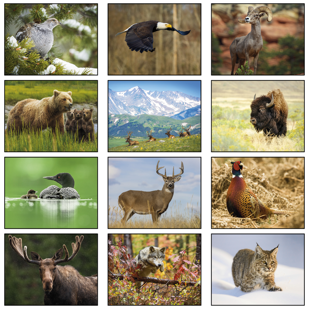 Wildlife Wall Calendar: 2027 Spiral Bound