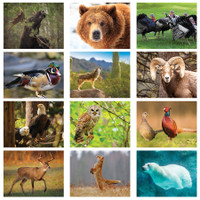 Wildlife Wall Calendar: 2025 Stapled
