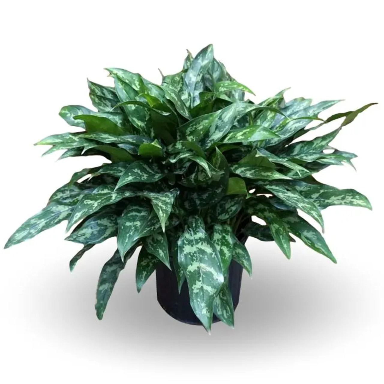 Aglaonema Plant