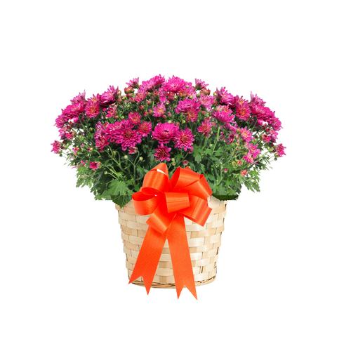 Outdoor Mum Plant -Local only