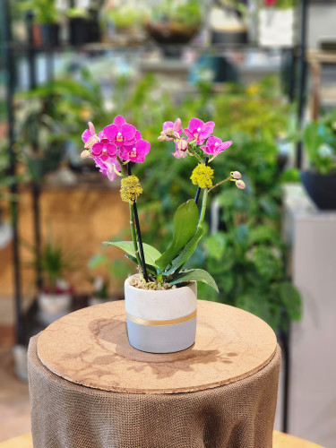 Mini Orchid Plant