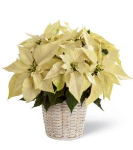 White Poinsettia Plant