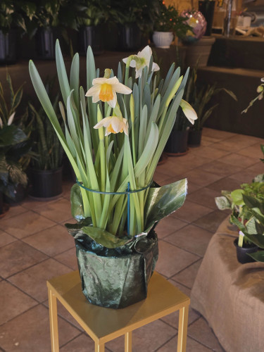 Daffodil Plant (LOCAL ONLY)