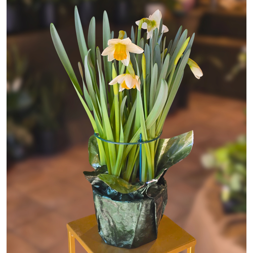 Daffodil Plant (LOCAL ONLY)