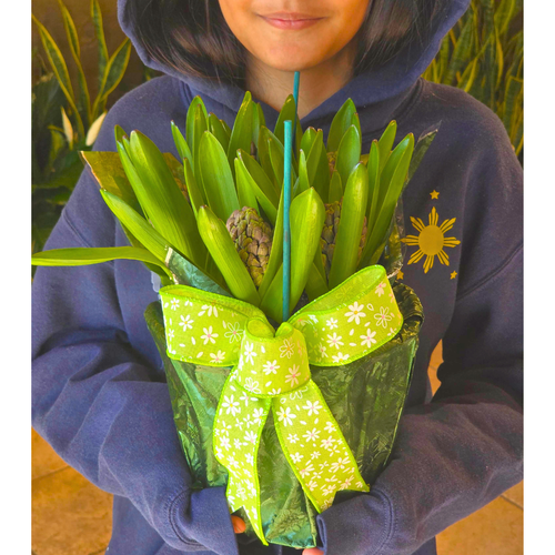 Hyacinth Plant (LOCAL ONLY)