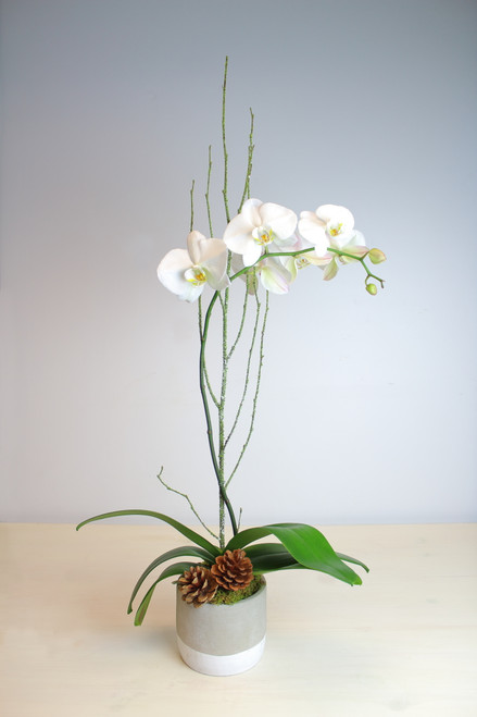 Classic Phalaenopsis Orchid