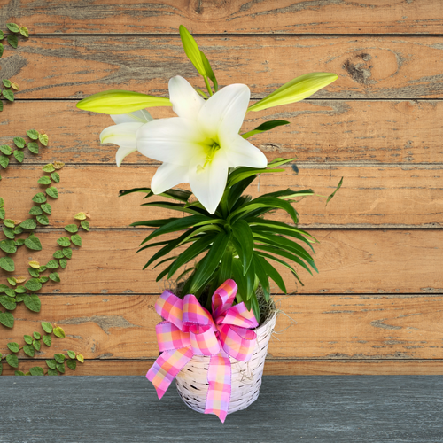 Easter Lily Plant (LOCAL ONLY)