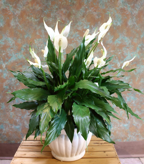 Tabletop Peace Lily Plant