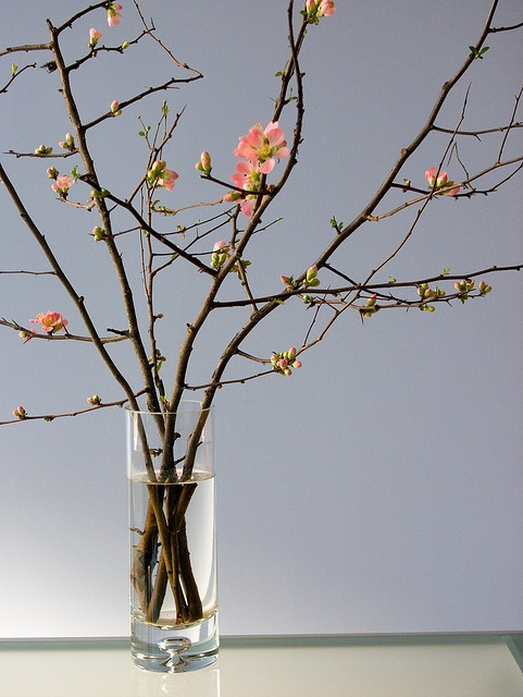 Quince Blooming Branch (vase not included)
