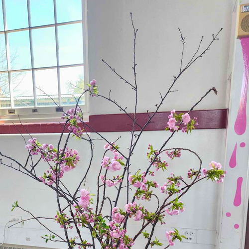 Fresh Cut Cherry Blossom Branch (Local only)