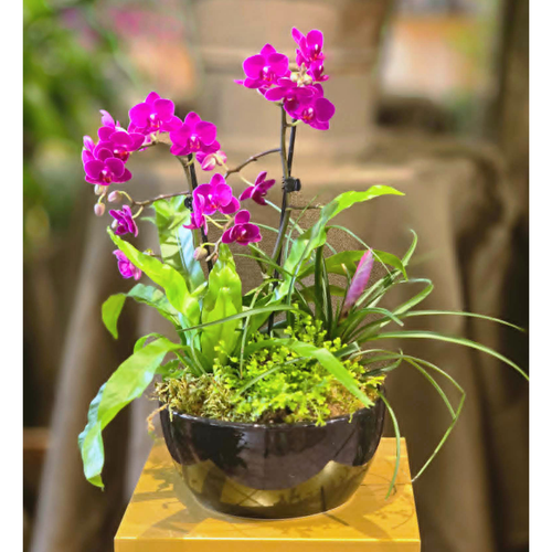 Dish Garden with Mini orchids