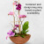 Stunning Orchid Garden Stunning Orchid Garden