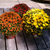 Outdoor Mum Plant -Local only