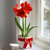 Red Amaryllis Plant