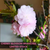 Fresh Cut Cherry Blossom Branch (Local only)