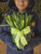 Hyacinth Plant (LOCAL ONLY)