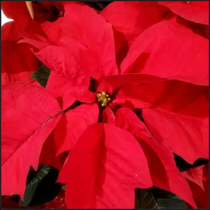 Are Poinsettias Poisonous? - DC | York Flowers
