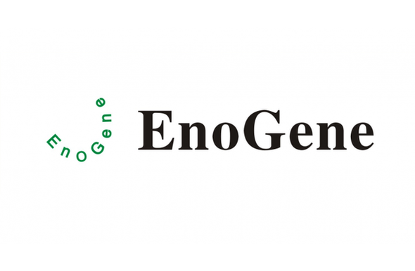 2019-nCoV N Recombinant Protein (Mutated)