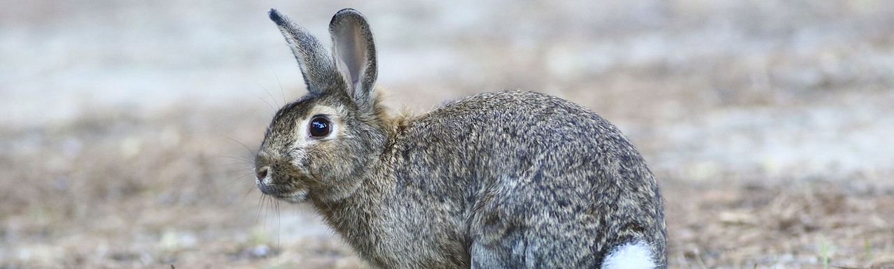 Rabbit