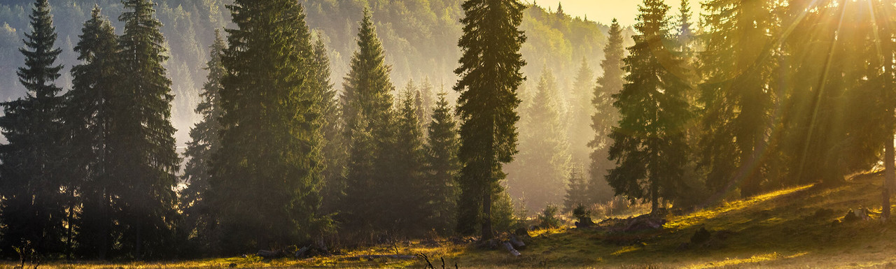 Detachable Hoods Detachable Hoods