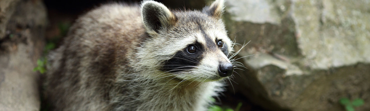 Raccoon