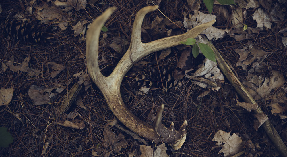 Sheds & Foraging