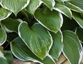 Hosta