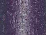 Aubergine