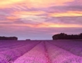 Lavender Vanilla