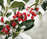 Hollyberry