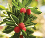 Bayberry