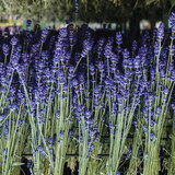 English Lavender