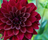 Midnight Dahlia