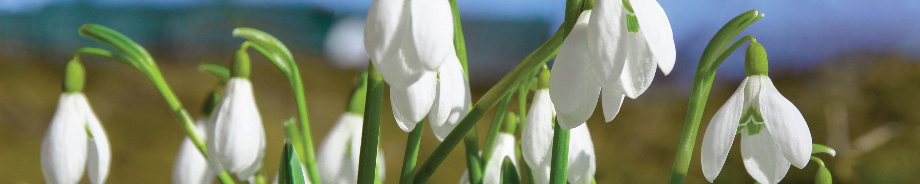 fragrance-category-header-floral.jpg