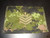Canadian Armed Forces Epaulet Canadian Digital Pattern