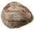 U.S. Armed Forces GI 6-Col. Desert Camo Helmet Cover