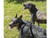 VTAC "Ranger Buddy" Dog Leash and Collar Combo - Black