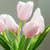 Real Feel Tulip Bunch with 12 Stems